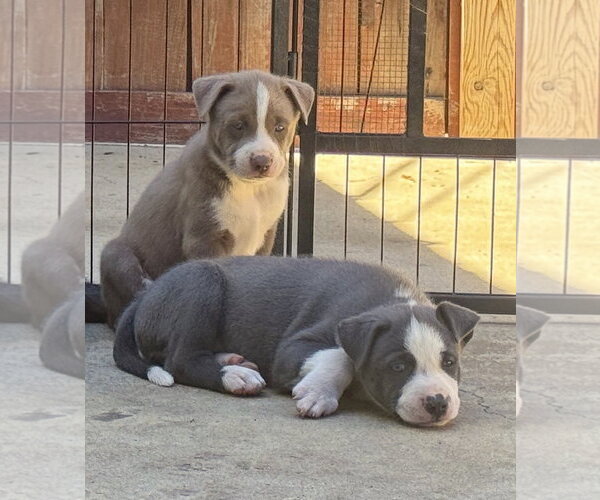 Medium Photo #3 Labrador Retriever-Unknown Mix Puppy For Sale in San Diego, CA, USA