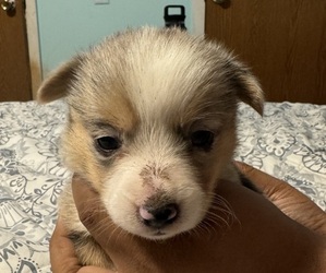 Pembroke Welsh Corgi Litter for sale in WALLIS, TX, USA