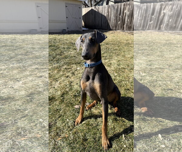 Medium Photo #4 Doberman Pinscher Puppy For Sale in Minneaoplis, MN, USA