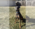 Small #3 Doberman Pinscher