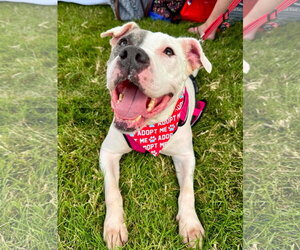 American Pit Bull Terrier-Unknown Mix Dogs for adoption in Germantown, OH, USA