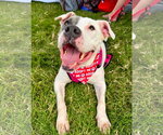 Small American Pit Bull Terrier Mix