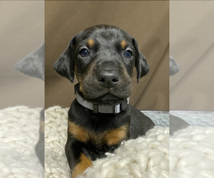 Doberman Pinscher Puppy for sale in PORT BYRON, IL, USA