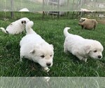 Small Photo #8 Great Pyrenees Puppy For Sale in PINEVILLE, KY, USA