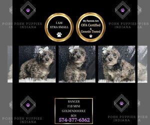 Goldendoodle (Miniature) Puppy for sale in WARSAW, IN, USA