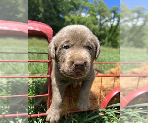 Medium Photo #3 Labrador Retriever Puppy For Sale in NEOLA, WV, USA