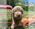 Small #2 Labrador Retriever