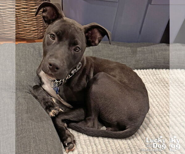 Medium Photo #6 Labrador Retriever-Unknown Mix Puppy For Sale in Washington, DC, USA