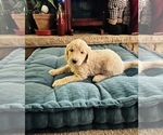 Small Photo #3 Goldendoodle Puppy For Sale in MARION, SC, USA