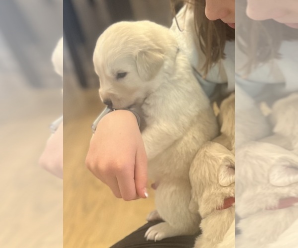 Medium Photo #4 Maremma Sheepdog Puppy For Sale in LECOMPTON, KS, USA