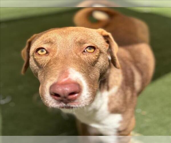 Medium Photo #1 Labrador Retriever-Unknown Mix Puppy For Sale in Texas City, TX, USA