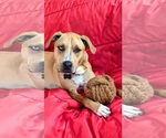 Small Labrador Retriever Mix