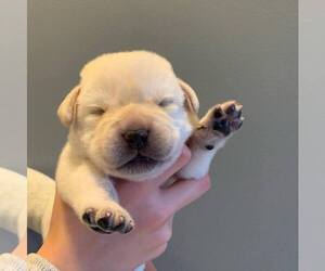 Labrador Retriever Puppy for sale in ARCANUM, OH, USA