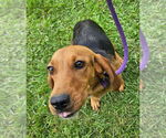 Small #3 Beagle