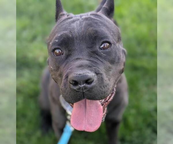 Medium Photo #1 Mutt Puppy For Sale in Martinez, CA, USA