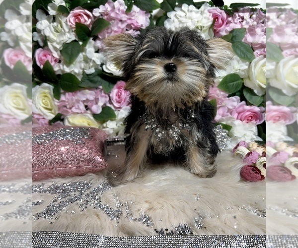 Medium Photo #20 Yorkshire Terrier Puppy For Sale in HAYWARD, CA, USA