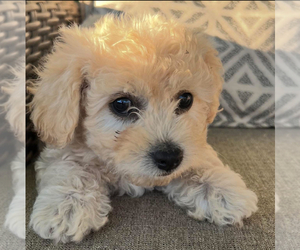 Maltipoo-Zuchon  Puppy for sale in MANTECA, CA, USA