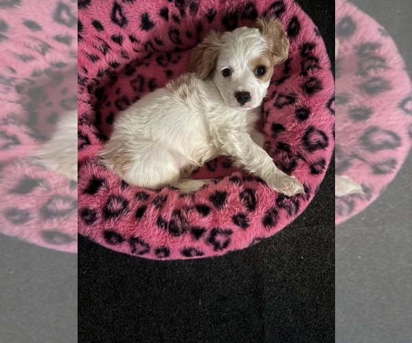 Medium Photo #4 Cavachon Puppy For Sale in OLYMPIA, WA, USA