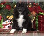 Small Photo #2 Aussiedoodle Miniature  Puppy For Sale in HUTCHINSON, KS, USA