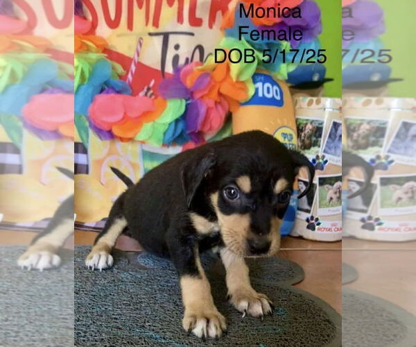 Medium Photo #4 Chihuahua-Unknown Mix Puppy For Sale in Virginia Beach, VA, USA