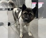 Small Akita
