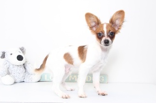 Papillon Puppy for sale in NAPLES, FL, USA