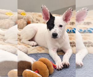 Pointer-Unknown Mix Dogs for adoption in Sanford, FL, USA
