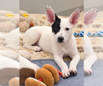 Cadence - Female Pointer-Unknown Mix Dog for Adoption - Small photo