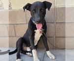 Small American Pit Bull Terrier Mix