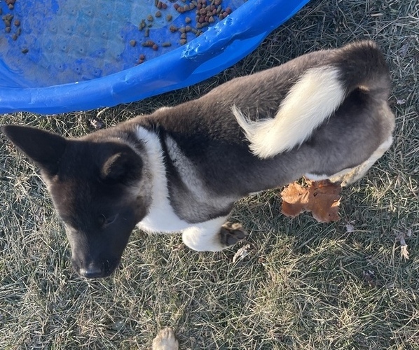 Medium Photo #30 Akita Puppy For Sale in INDIANAPOLIS, IN, USA