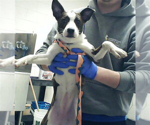 Mutt Dogs for adoption in Fayetteville, NC, USA