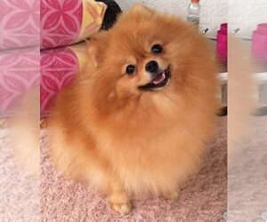 Mother of the Pomeranian puppies born on 08/10/2020