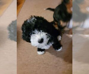 Cavachon-Poodle (Miniature) Mix Puppy for sale in BUCHANAN, MI, USA