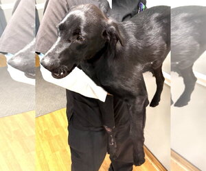 Mutt Dogs for adoption in Mount Airy, NC, USA