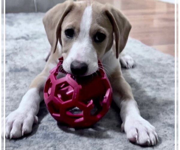 Medium Photo #6 Beagle-Unknown Mix Puppy For Sale in Brooklyn Center, MN, USA