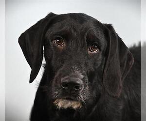 Dalmadoodle Dogs for adoption in Fort Collins, CO, USA