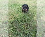 Small #8 Dachshund