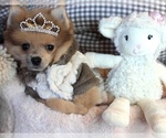 Small #5 Pomeranian
