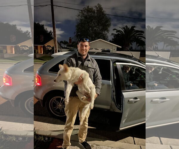 Medium Photo #20 Unknown-white german shepherd Mix Puppy For Sale in Dana Point, CA, USA