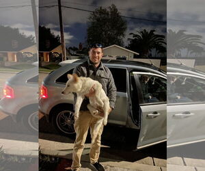 Everest - Male Unknown-white german shepherd Mix Dog for Adoption - Photo #20