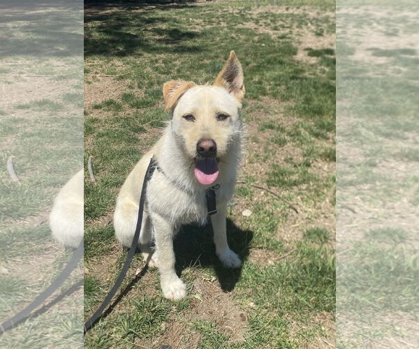 Medium Photo #2 Labrador Retriever-Unknown Mix Puppy For Sale in La Verne, CA, USA