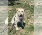 Small #1 Labrador Retriever Mix