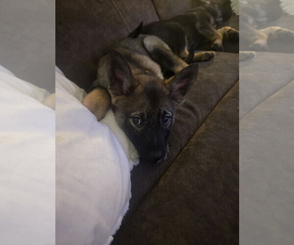 Medium Photo #3 German Shepherd Dog-pomeranian spitz Mix Puppy For Sale in Princeton, MN, USA