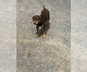 Father of the Catahoula Leopard Dog puppies born on 12/30/2025