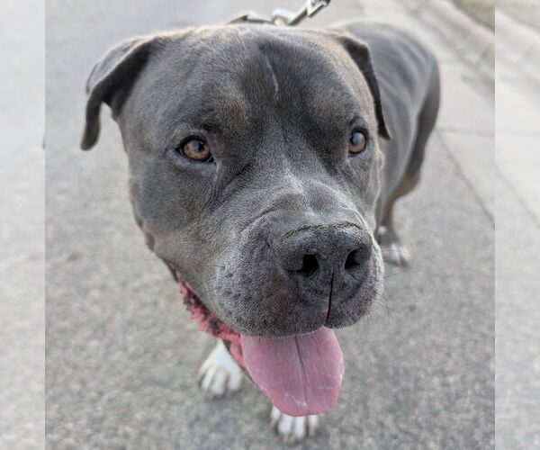 Medium Photo #3 American Pit Bull Terrier-Unknown Mix Puppy For Sale in Fargo, ND, USA