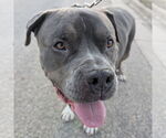 Small #2 American Pit Bull Terrier Mix