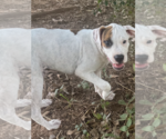 Small #1 Boxer Mix