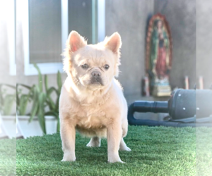 French Bulldog Puppy for sale in LONG BEACH, CA, USA