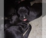 Small Photo #87 Great Dane Puppy For Sale in PIERSON, MI, USA