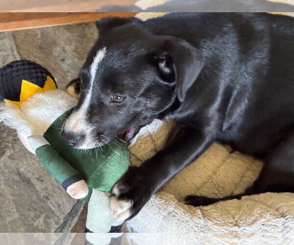 Medium Photo #4 Mutt Puppy For Sale in White Bluff, TN, USA